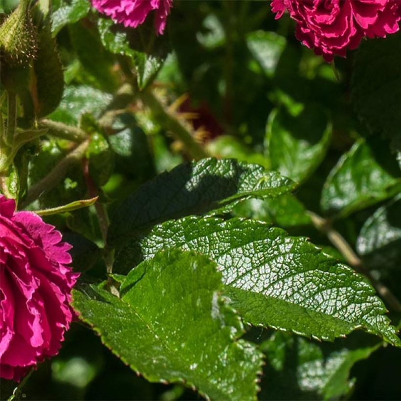 Rosal rugosa F.J Grootendorst (Follaje)