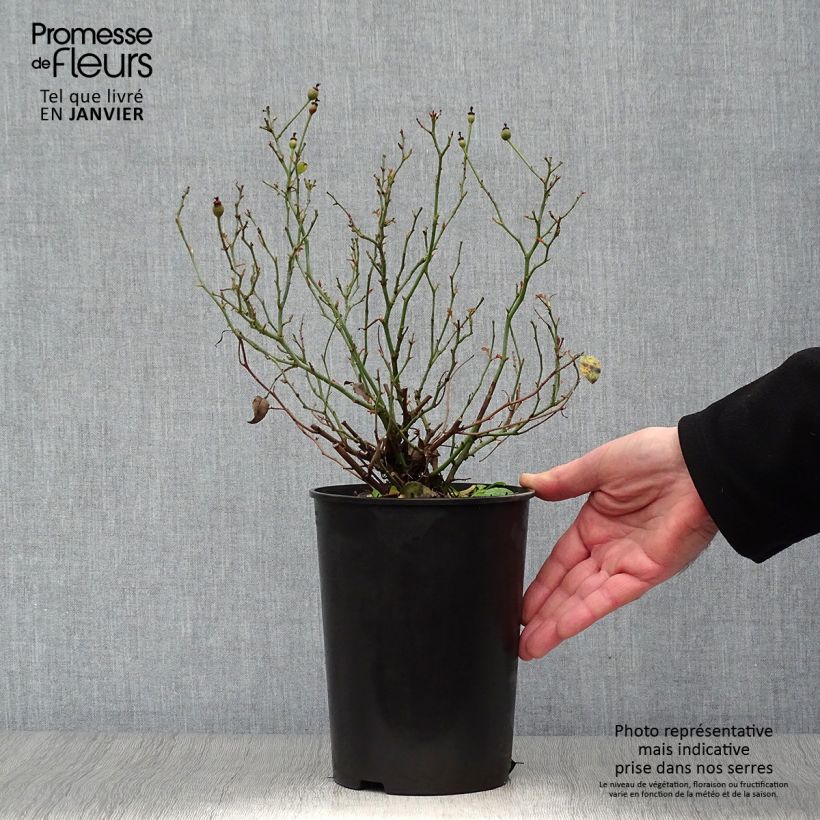 Rosal Rigo Rosen Fortuna Maceta 2L/3L Ejemplar entregado en invierno