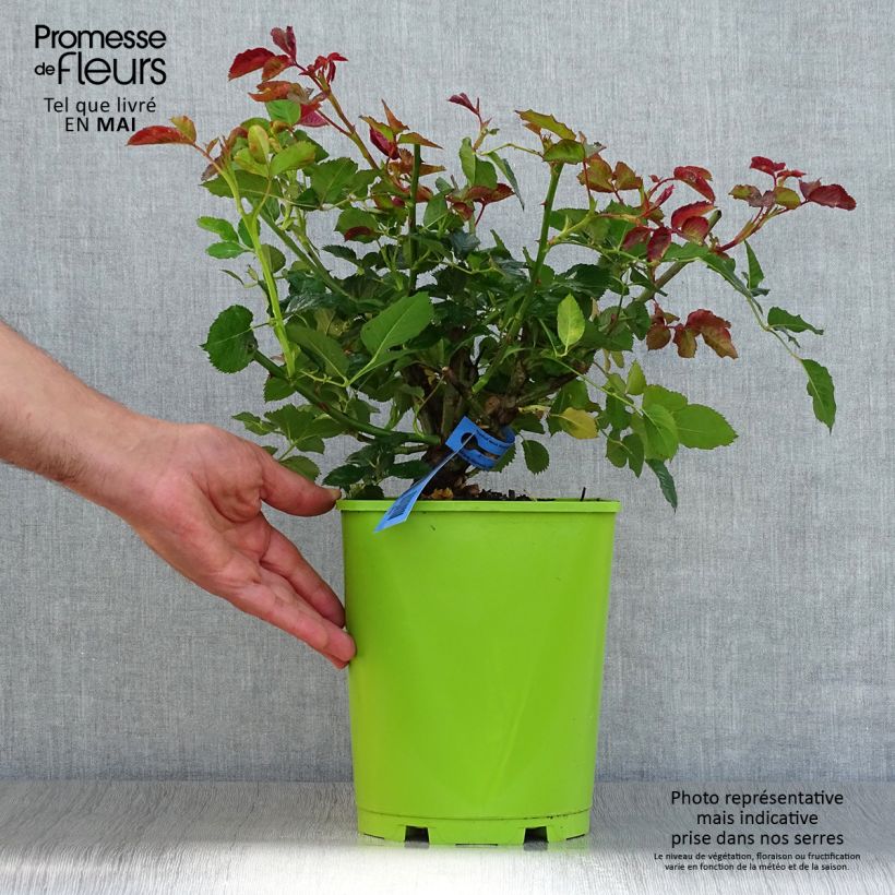 Rosal GeneRosa Agnès Schilliger Maceta 4L/5L Ejemplar entregado en la primavera