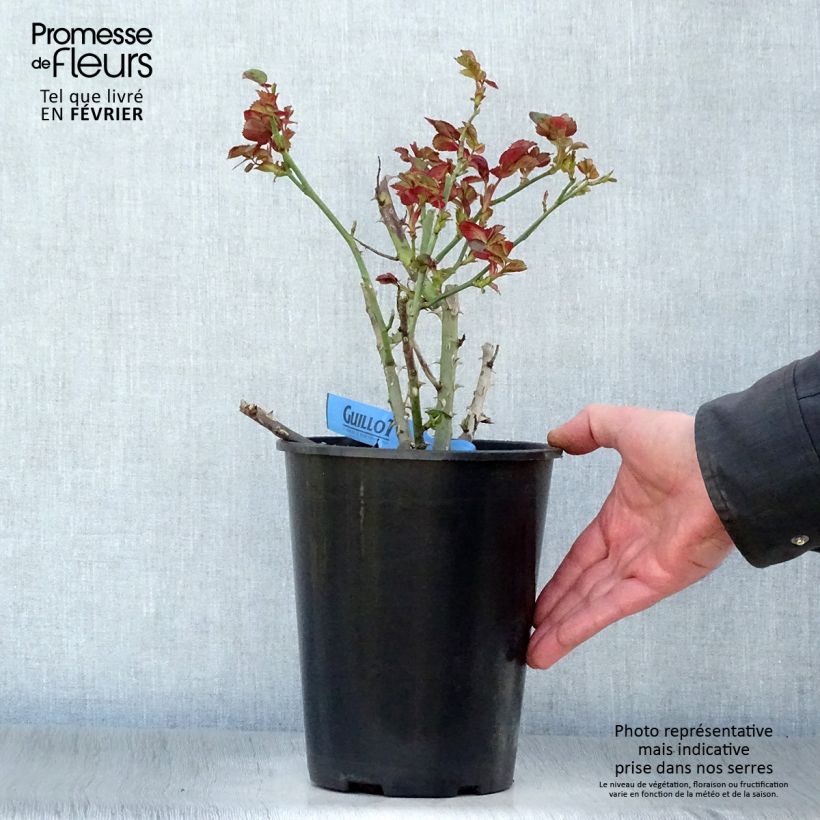 Rosal GeneRosa Bicentenaire de Guillot Maceta 4L/5L Ejemplar entregado en invierno