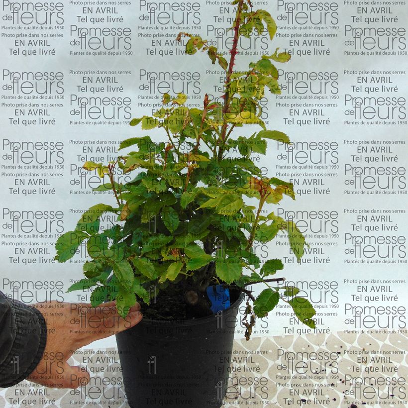 Ejemplo de ejemplar de Rosal GeneRosa Chantal Mérieux Maceta 4L/5L tal y como se entrega