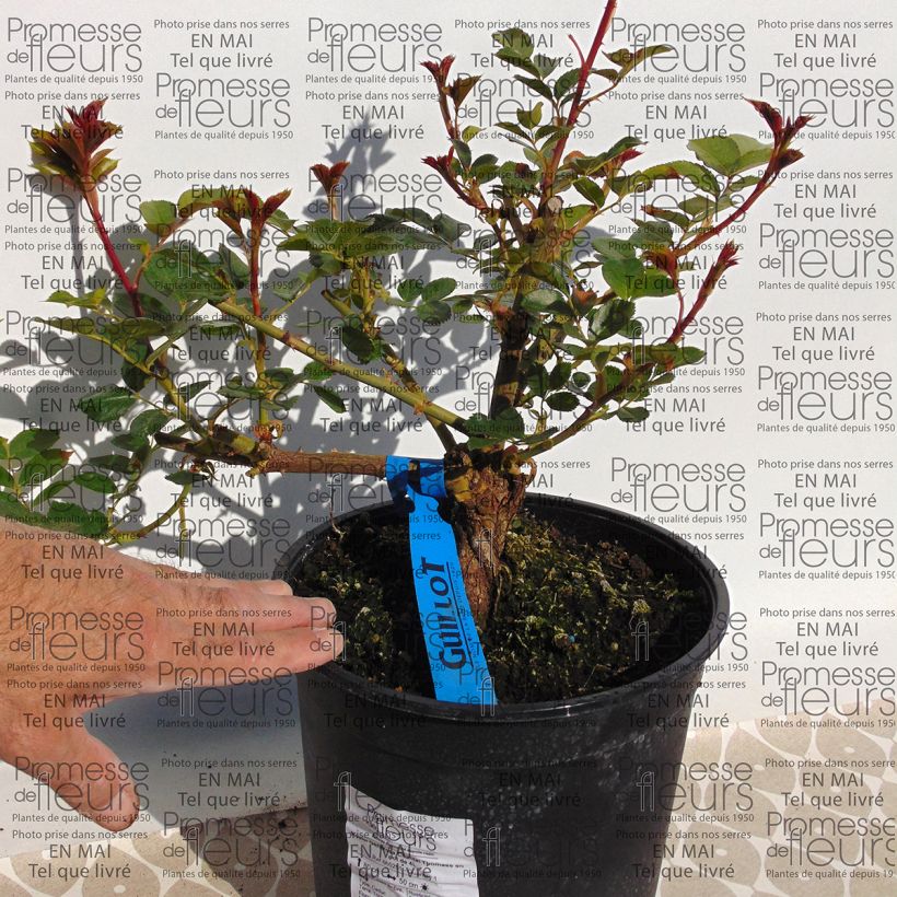 Ejemplo de ejemplar de Rosal GeneRosa Chantal Thomass Maceta 4L/5L tal y como se entrega