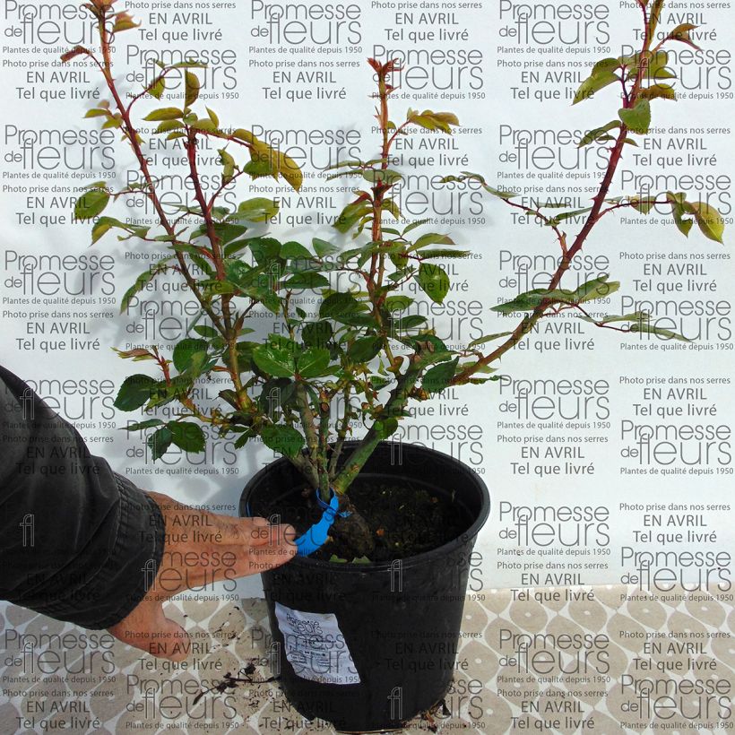 Ejemplo de ejemplar de Rosal GeneRosa Martine Guillot Maceta 4L/5L tal y como se entrega