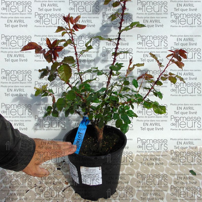 Ejemplo de ejemplar de Rosal GeneRosa Monique Bouygues Maceta 4L/5L tal y como se entrega