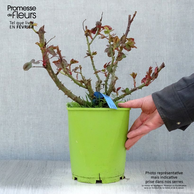 Rosal GeneRosa Paul Bocuse Maceta 4L/5L Ejemplar entregado en invierno