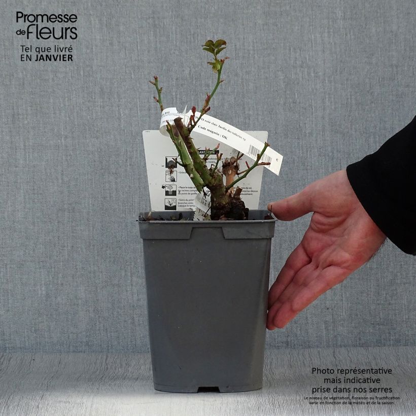 Rosal Jardin des Tuileries - Rosal de flores agrupadas Maceta 3L/4L Ejemplar entregado en invierno