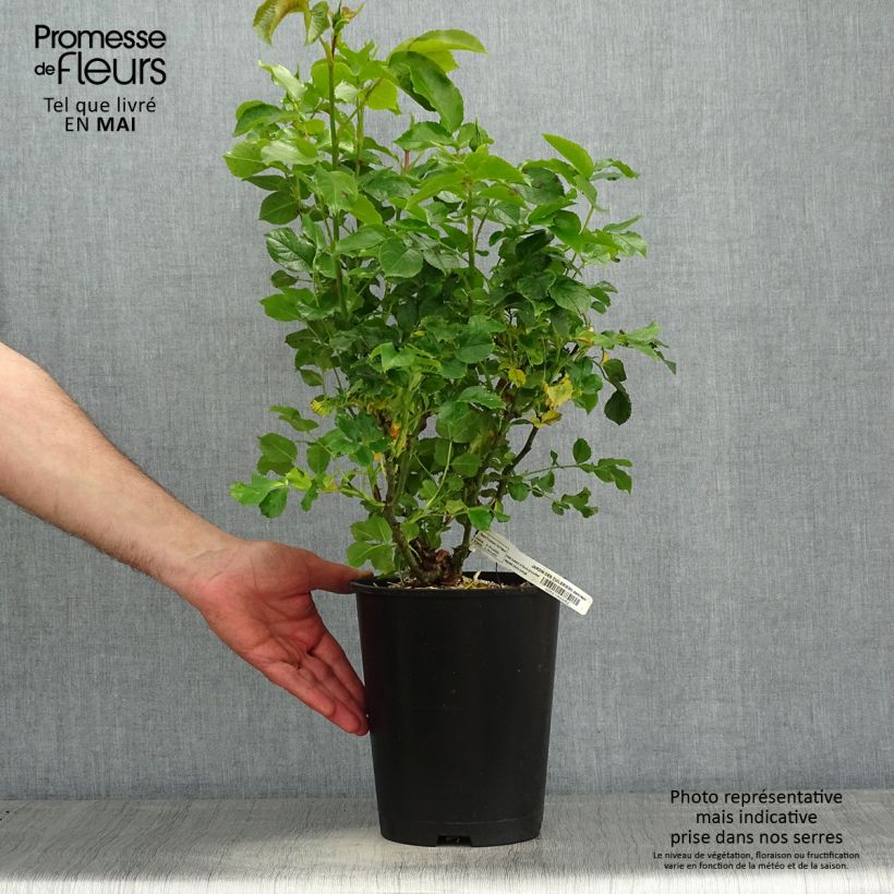 Rosal Jardin des Tuileries - Rosal de flores agrupadas Maceta 3L/4L Ejemplar entregado en la primavera