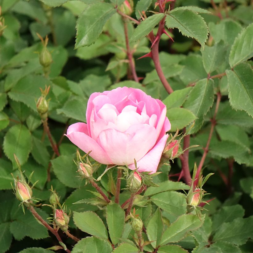 Rosal Meillandecor Pink Chantilly Meilevire (Floración)