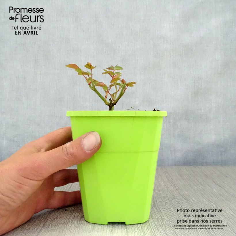 Rosal Nectar Garden Escimo Maceta 4L/5L Ejemplar entregado en la primavera