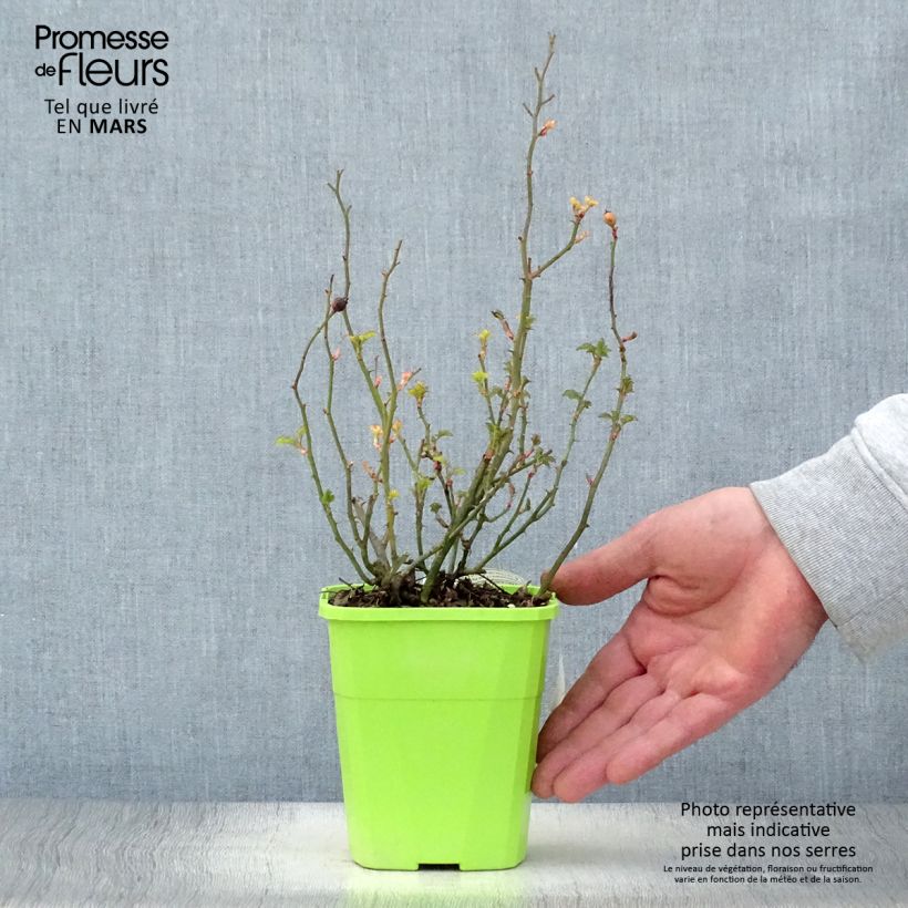 Rosal Nectar Garden Lilliput Lupo Maceta 3L/4L Ejemplar entregado en la primavera