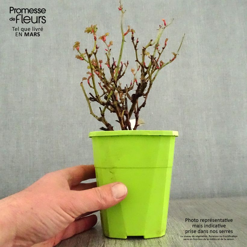 Rosal Nectar Garden Lilliput Lupo Maceta 3L/4L Ejemplar entregado en invierno