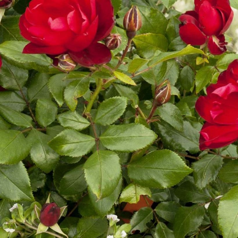 Rosal PATIO ROSE Milano (Follaje)