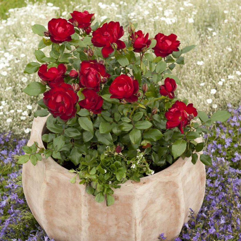 Rosal PATIO ROSE Milano (Porte)
