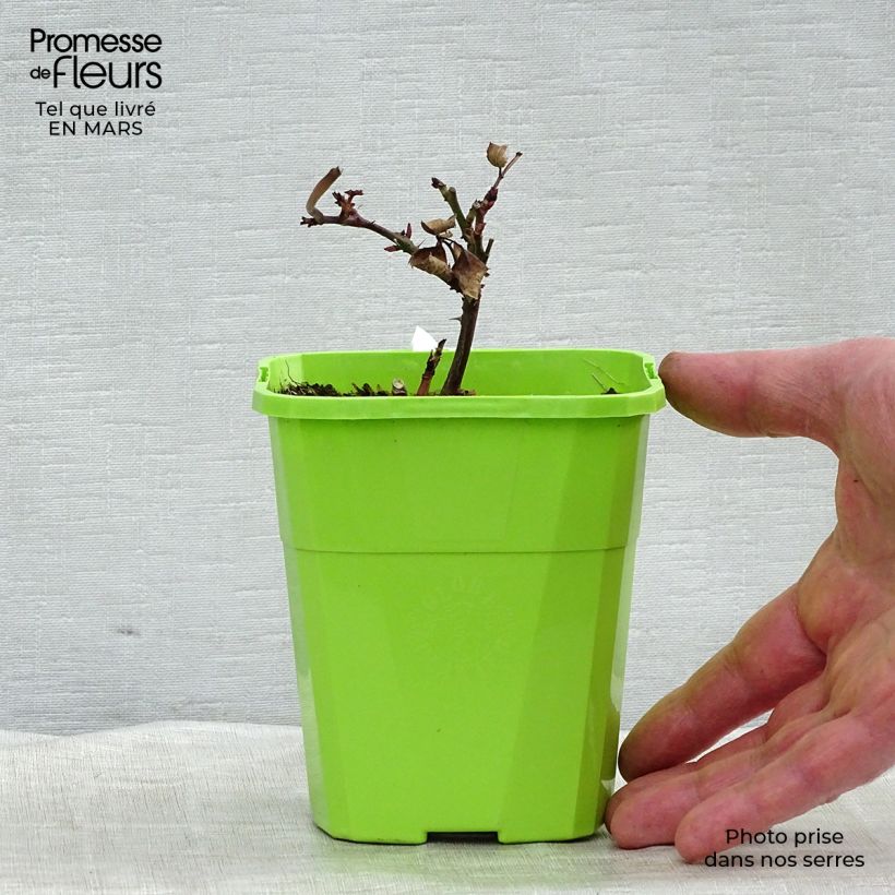 Rosal PARFUMA Grande Duchesse Louise Maceta 4L/5L Ejemplar entregado en la primavera