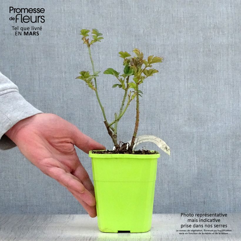 Rosal PATIO ROSE Cherry Girl Maceta 1,5L/2L Ejemplar entregado en la primavera