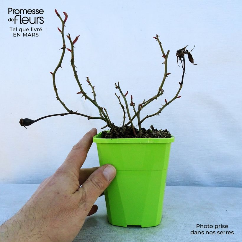 Rosal PATIO ROSE Milano Maceta 1,5L/2L Ejemplar entregado en la primavera