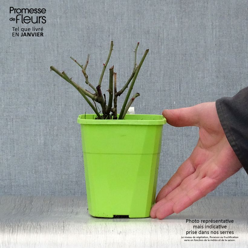 Rosal PATIO ROSE Milano Maceta 1,5L/2L Ejemplar entregado en invierno