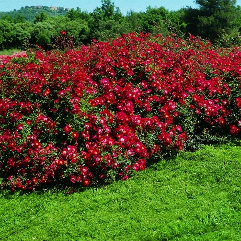 Rosal Rouge Meillandécor (Porte)
