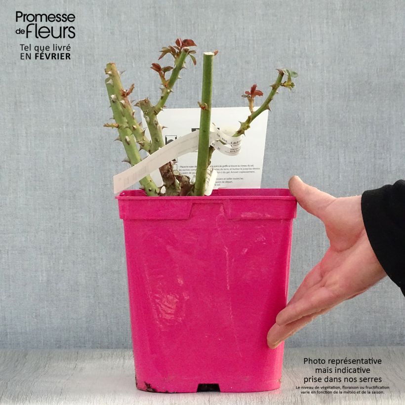 Rosal Princesse Astrid de Belgique Maceta 4L/5L Ejemplar entregado en invierno