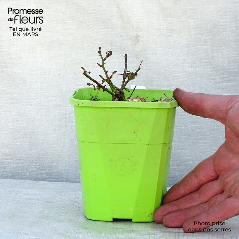 Rosal Black Forest Rose - Rosal tapizante Maceta 1,5L/2L Ejemplar entregado en la primavera