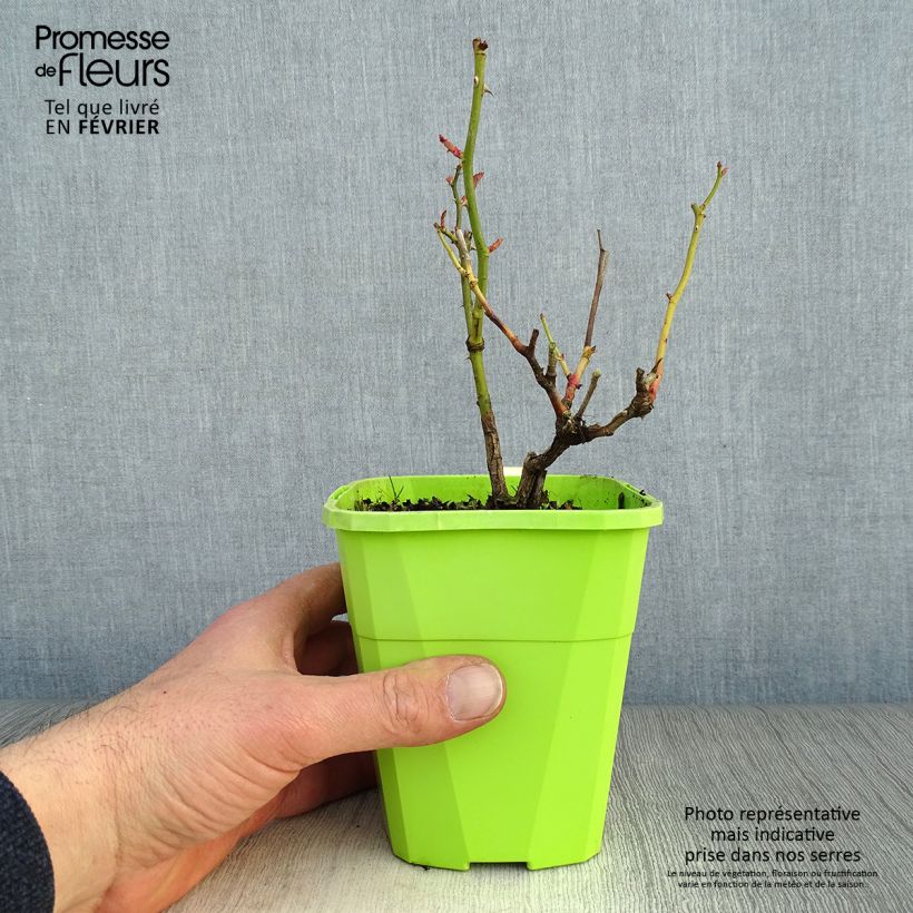 Rosal Black Forest Rose - Rosal tapizante Maceta 1,5L/2L Ejemplar entregado en invierno