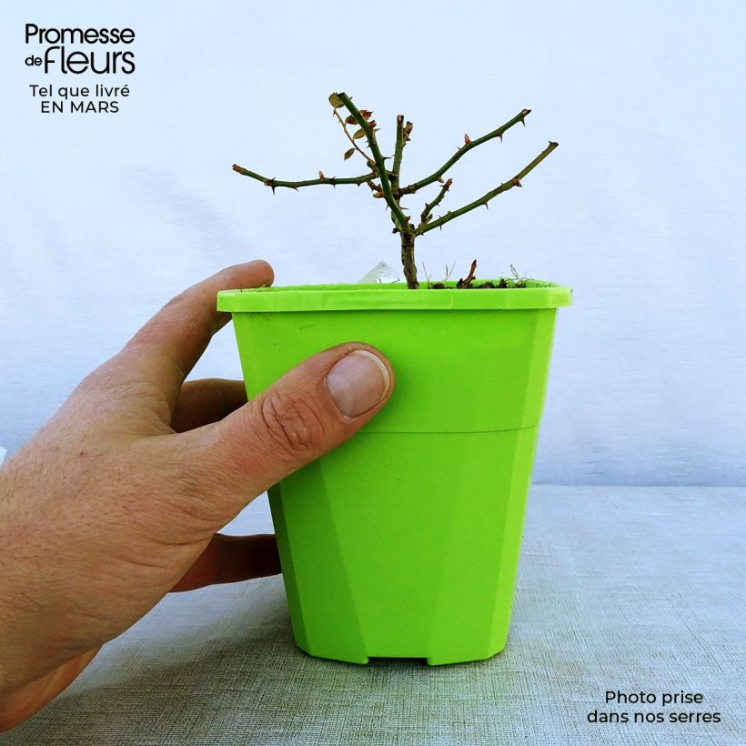 Rosal Rigo Rosen Innocencia Maceta 3L/4L Ejemplar entregado en la primavera