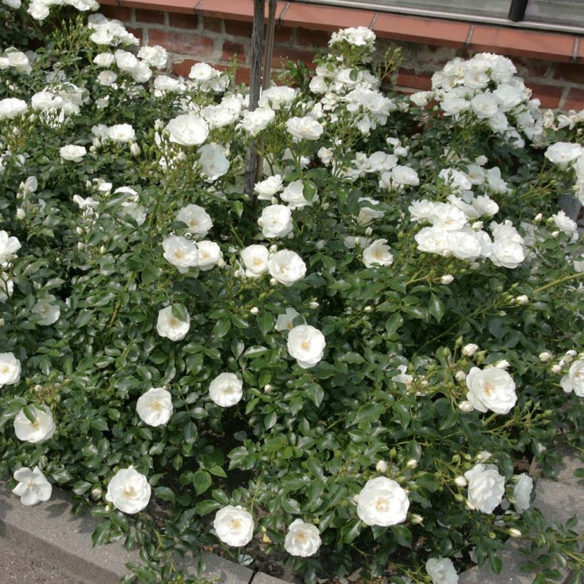 Rosal Rigo Rosen Innocencia (Porte)