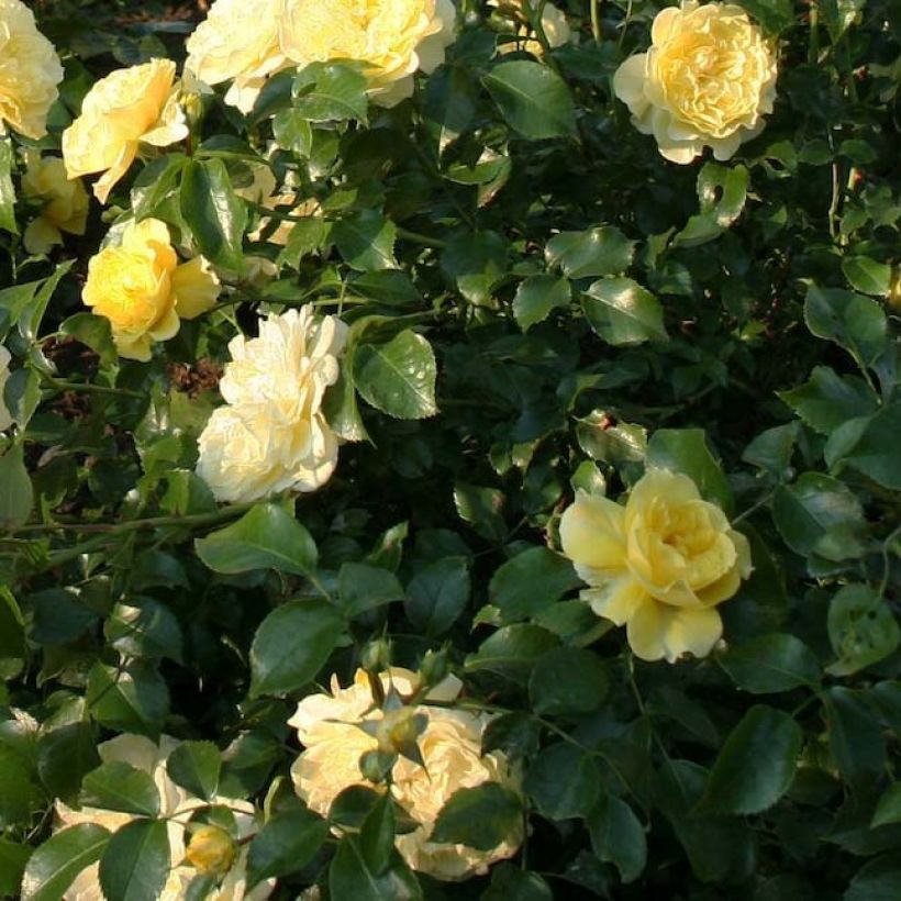Rosal Rigo Rosen Solero (Follaje)