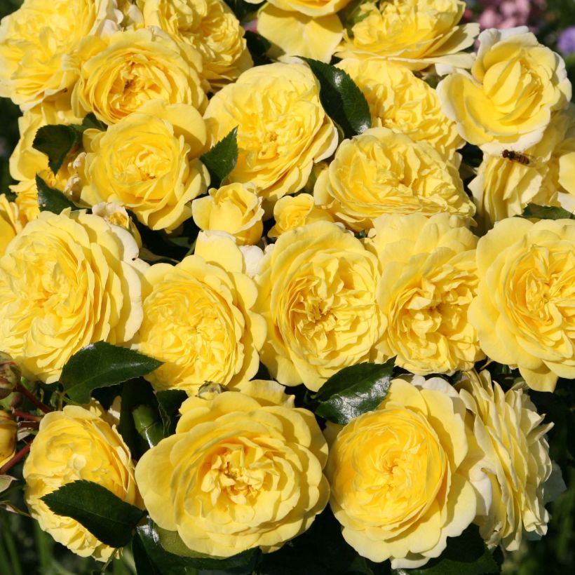 Rosal Rigo Rosen Solero (Floración)