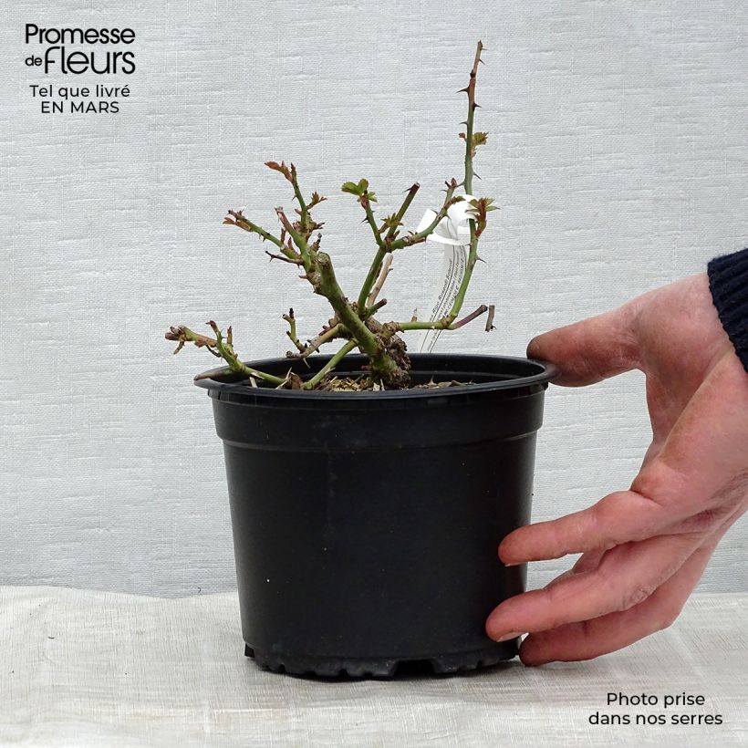 Rosal Rigo Rosen Solero Maceta 3L/4L Ejemplar entregado en la primavera