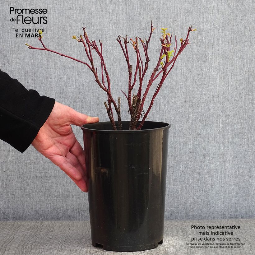 Rosal rugosa Thérèse Bugnet Maceta 4L/5L Ejemplar entregado en invierno