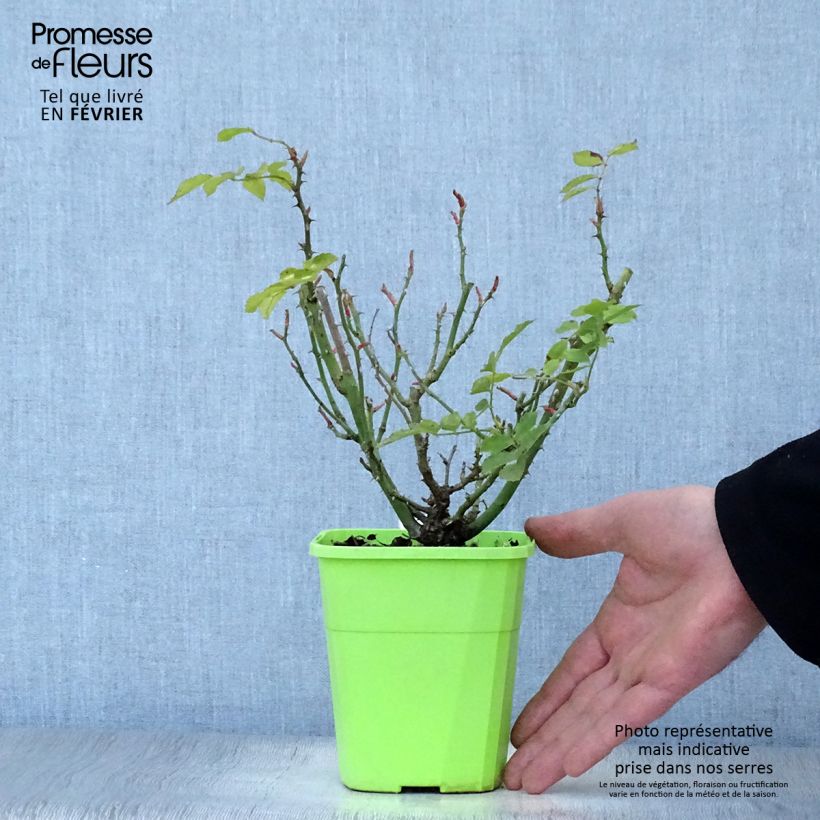 Rosal Urban Streetlight Larissa Maceta 3L/4L Ejemplar entregado en invierno