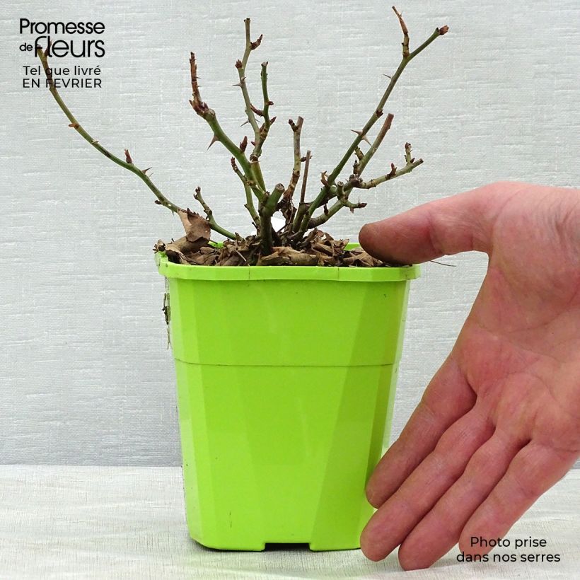 Rosal Urban Streetlight Rekord Cubana Maceta 3L/4L Ejemplar entregado en invierno