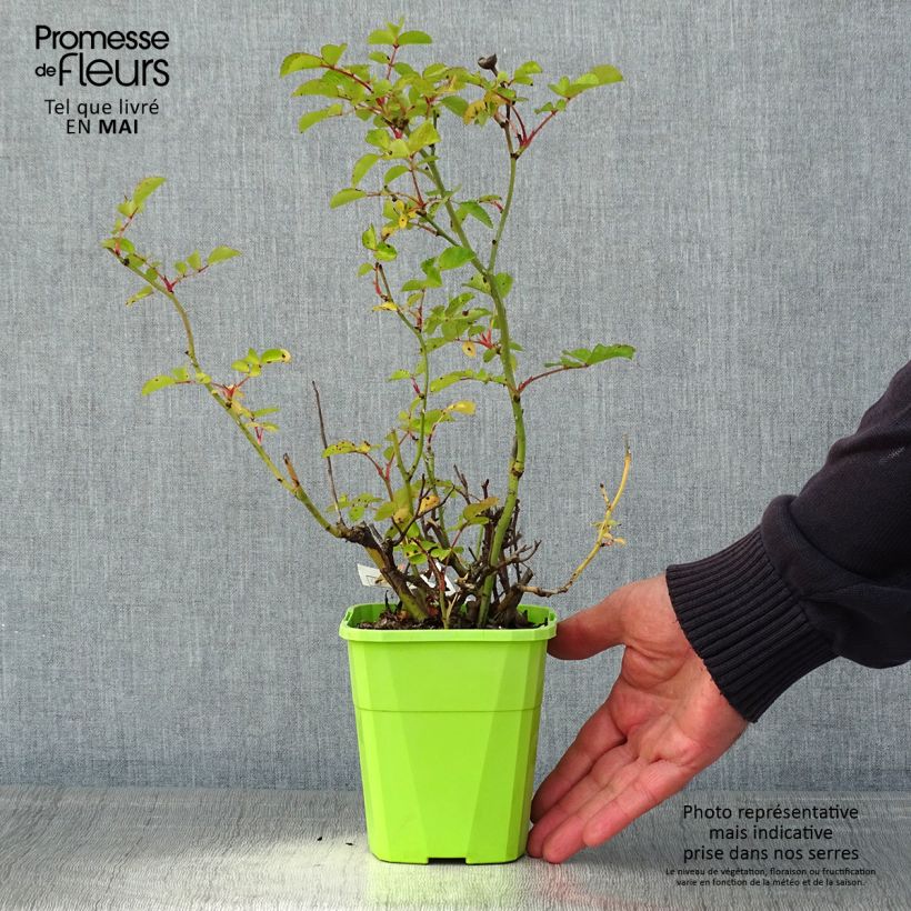 Rosal Urban Streetlight Rekord Cubana Maceta 3L/4L Ejemplar entregado en la primavera