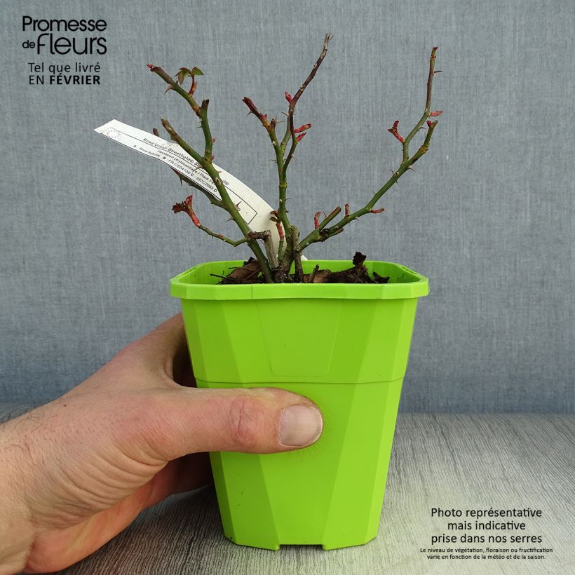 Rosal Urban Streetlight Rekord Sommerabend Maceta 3L/4L Ejemplar entregado en invierno