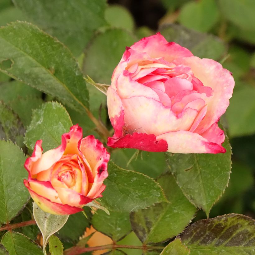 Rosal Aline Mayrisch Rose (Floración)