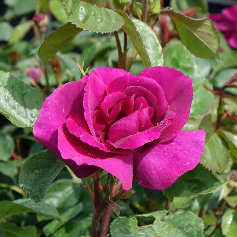 Rosal Bluebell (Floración)