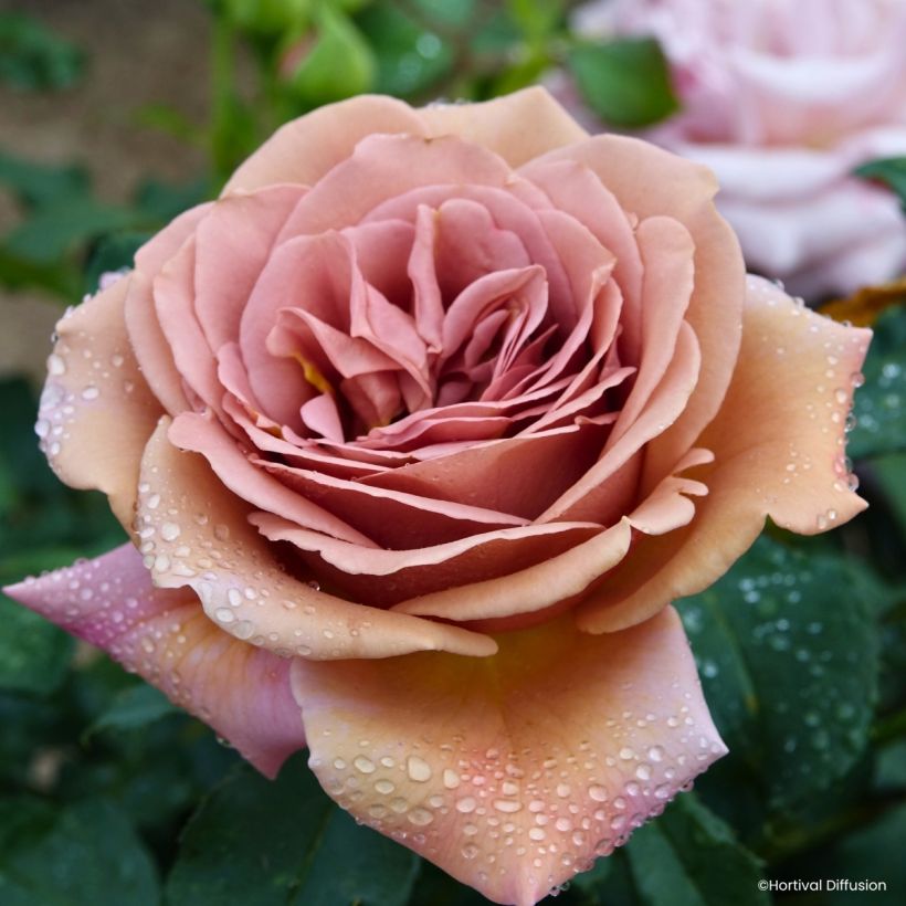 Rosa Koko Loko (Floración)