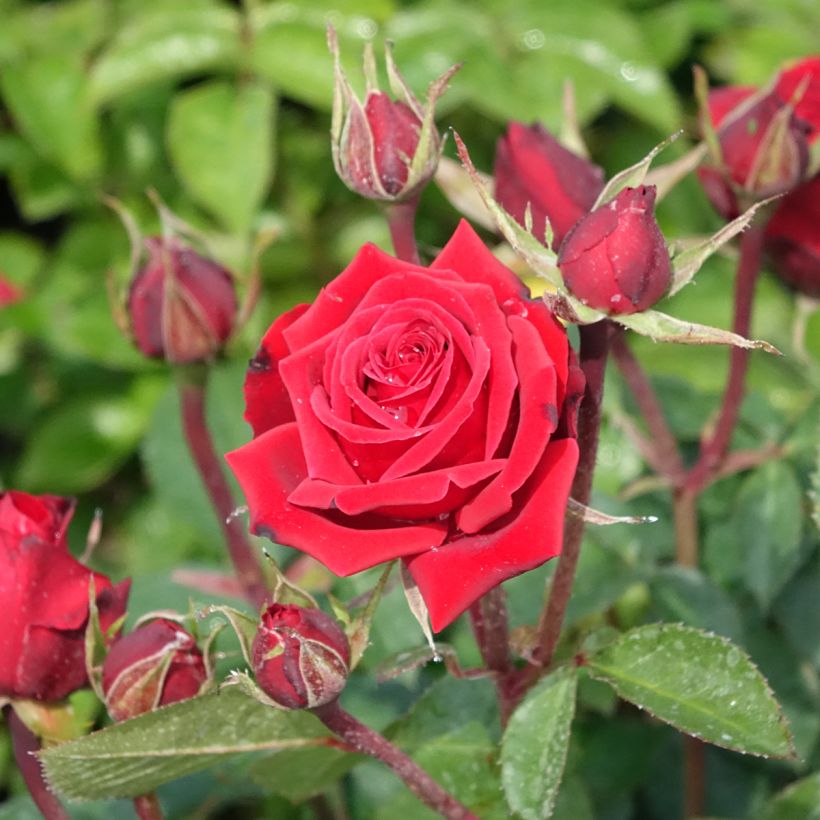 Rosal Niccolò Paganini (Floración)