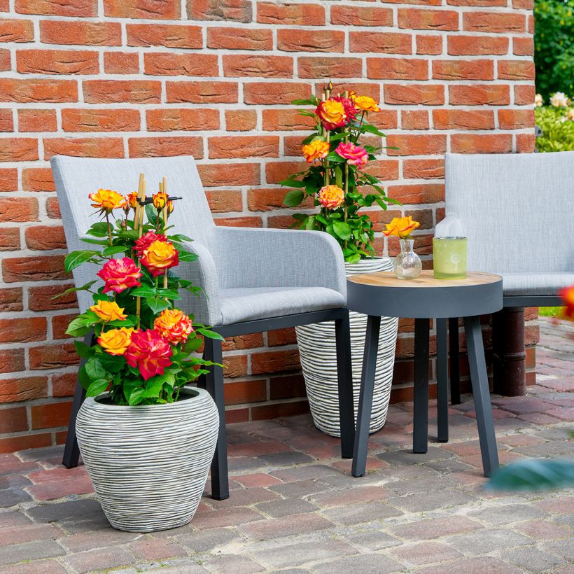 Rosier à fleurs groupées Planter's Punch (Porte)