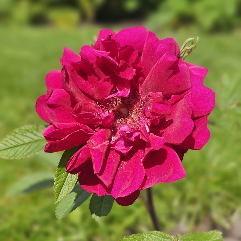 Rosa rugosa Take it Easy Red  (Floración)