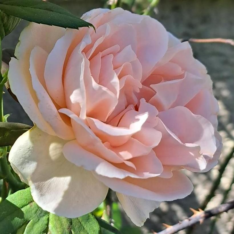 Rosal Donatella (Floración)