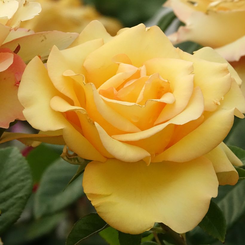 Rosal Eureka (Floración)
