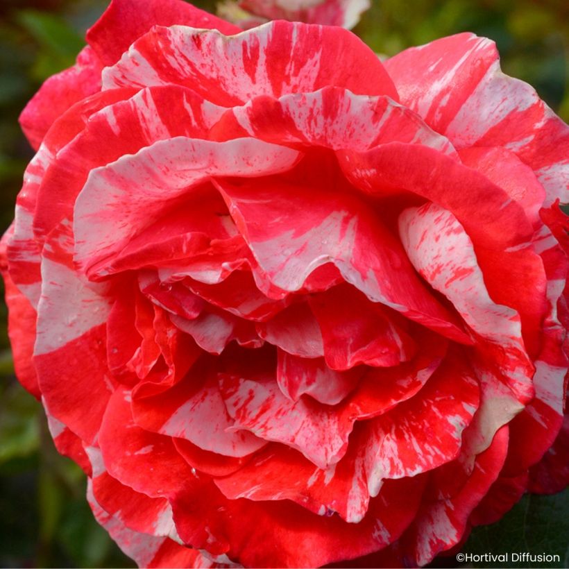 Rosa Scentimental Coral (Floración)