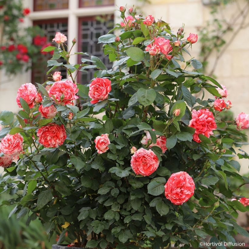 Rosa Scentimental Coral (Porte)