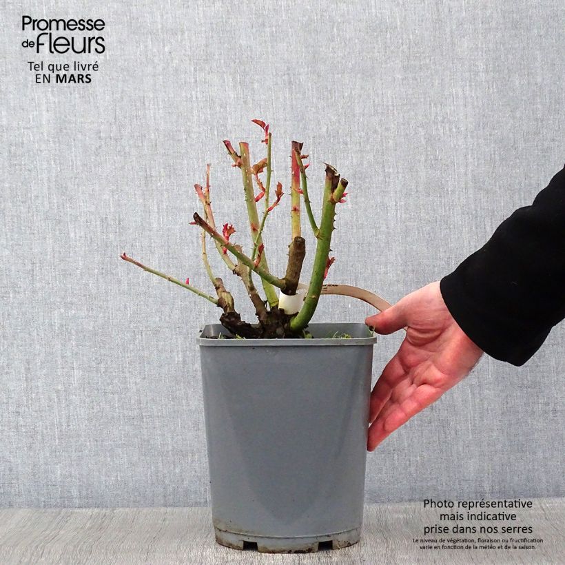 Rosal Alain Maceta 4L/5L Ejemplar entregado en invierno