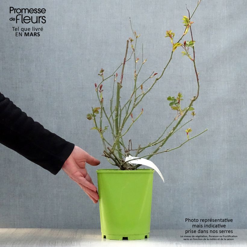 Rosal Alain Maceta 4L/5L Ejemplar entregado en la primavera