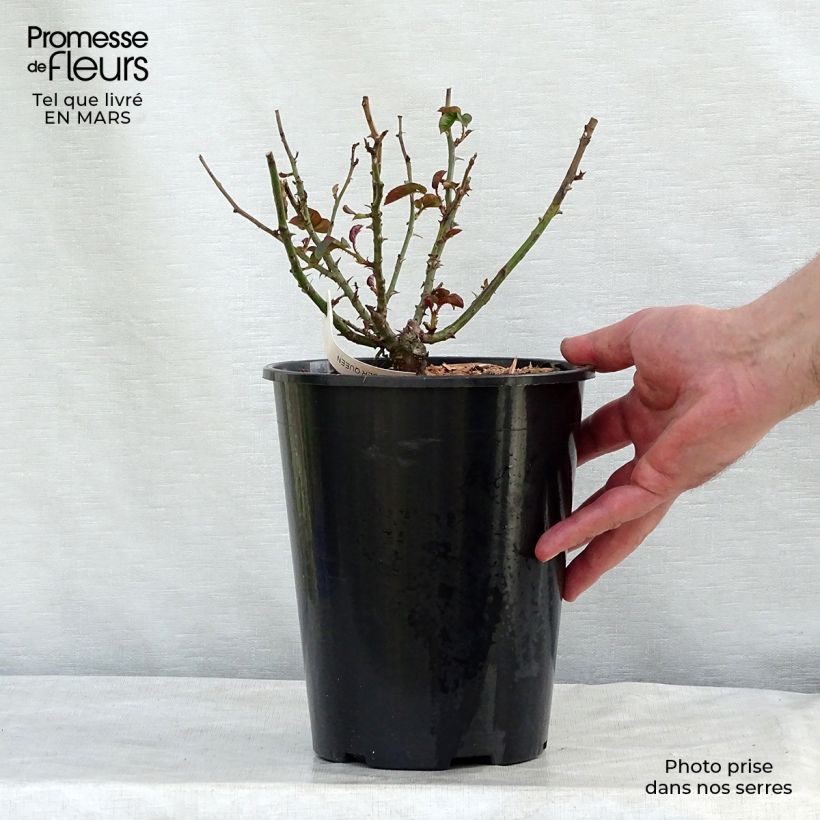 Rosal Amber Queen Maceta 2L/3L Ejemplar entregado en invierno