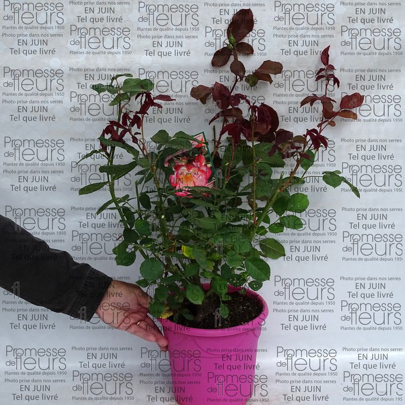 Ejemplo de ejemplar de Rosal Betty Boop Maceta 4L/5L tal y como se entrega