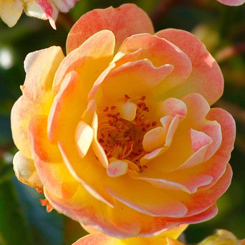 Rosal Bees Paradise Fruity (Floración)